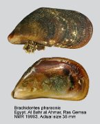 Brachidontes pharaonis (3)